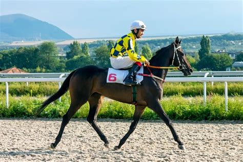 reddit horse racing|Is horse racing profitable or it's just another quicker way to.